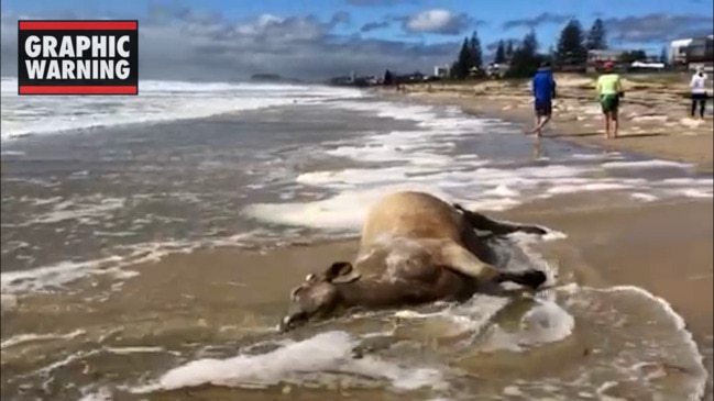 Cow washes up on Gold Coast beach