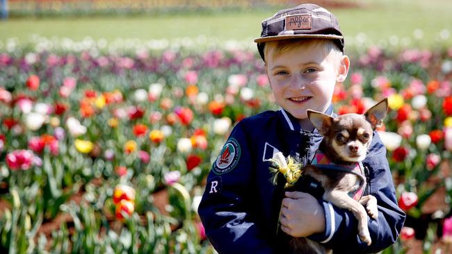 Stop and smell the tulips at the Dandenong Ranges’ Tesselaar Tulip Festival. Picture: Chloe Smith.