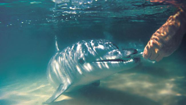 Dolphin feeding is a popular attraction at Tangalooma.