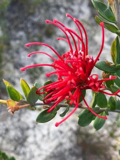 Residents are urging the MLALC to tear up plans for development in order to save local flora and fauna. Picture: Facebook / Nicole Romain