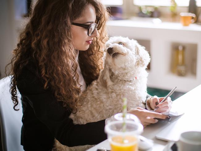 Children of both the human and animal kind can be distracting when you’re trying to work.