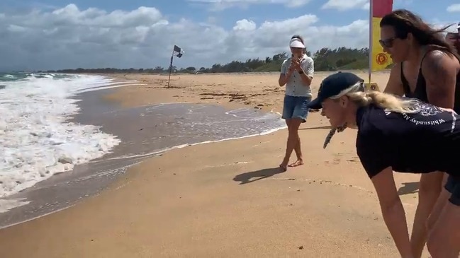 WATCH: Rescue turtle makes its way back home