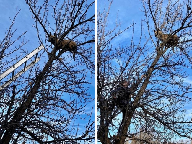 Firefighters had to rescue a dog that got stuck in a tree after chasing a squirrel. Picture: Caldwell Fire Department