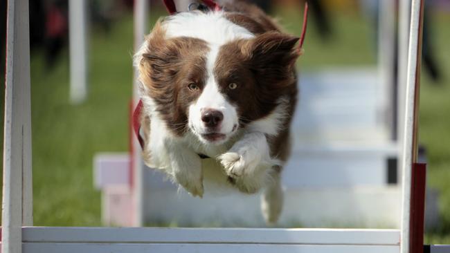 What dog doesn’t enjoy a run in the park?