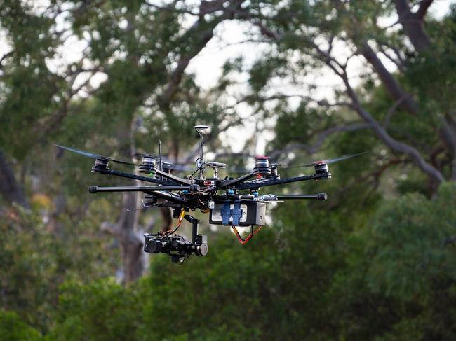 Drones are being used to monitor populations of koalas and other animals. Picture: Supplied