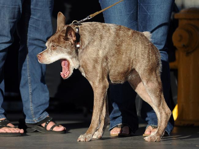 Short but sweet. Quasi Modo, whose owner claims has a back that’s oo short for its body, struts its stuff onstage at The World's Ugliest Dog Competition. Picture: AFP