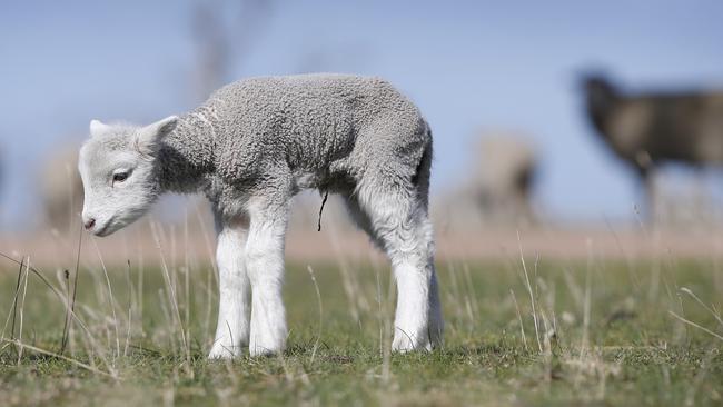 A lamb looks for feed during the “green drought” on Hamilton Gerrand’s property in East Gippsland. Picture: David Caird