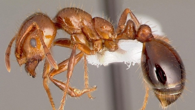 A red fire ant. Photos: Invasive Species Council