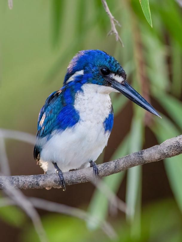 Little kingfisher. Picture: Luke Paterson/ntbirdspecialists.com.au