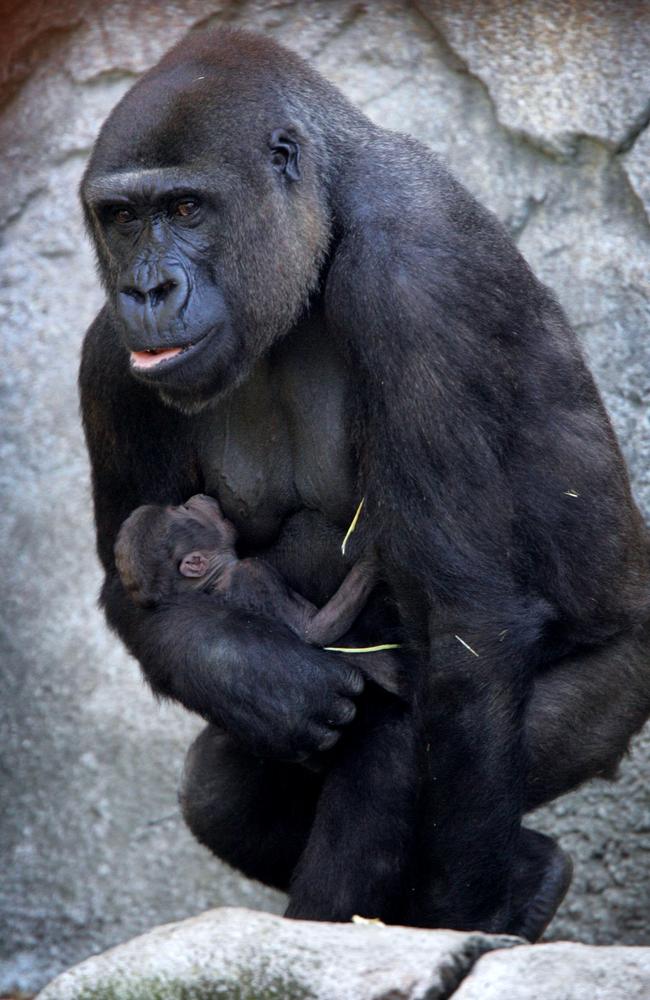 Kimya as a baby being carried by mum Kriba at Sydney’s Taronga Zoo in 2005. Picture: Jeff Darmanin