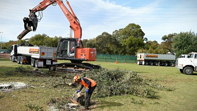 Trees are being felled in the parklands to make way for the new O-Bahn extension. Picture: Roy Van Der Vegt