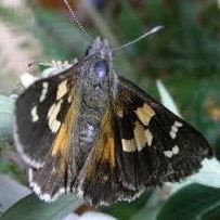 A male Chaostola skipper, listed as endangered and found only in Tasmania. Picture: supplied