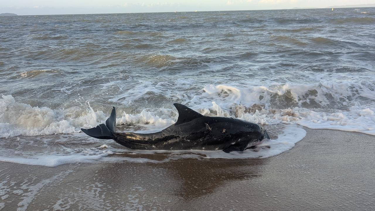 The individual was a rough-tooth dolphin, a species which typically develops pinkish spots on them as they age and live in parts of the ocean at least 1km deep.