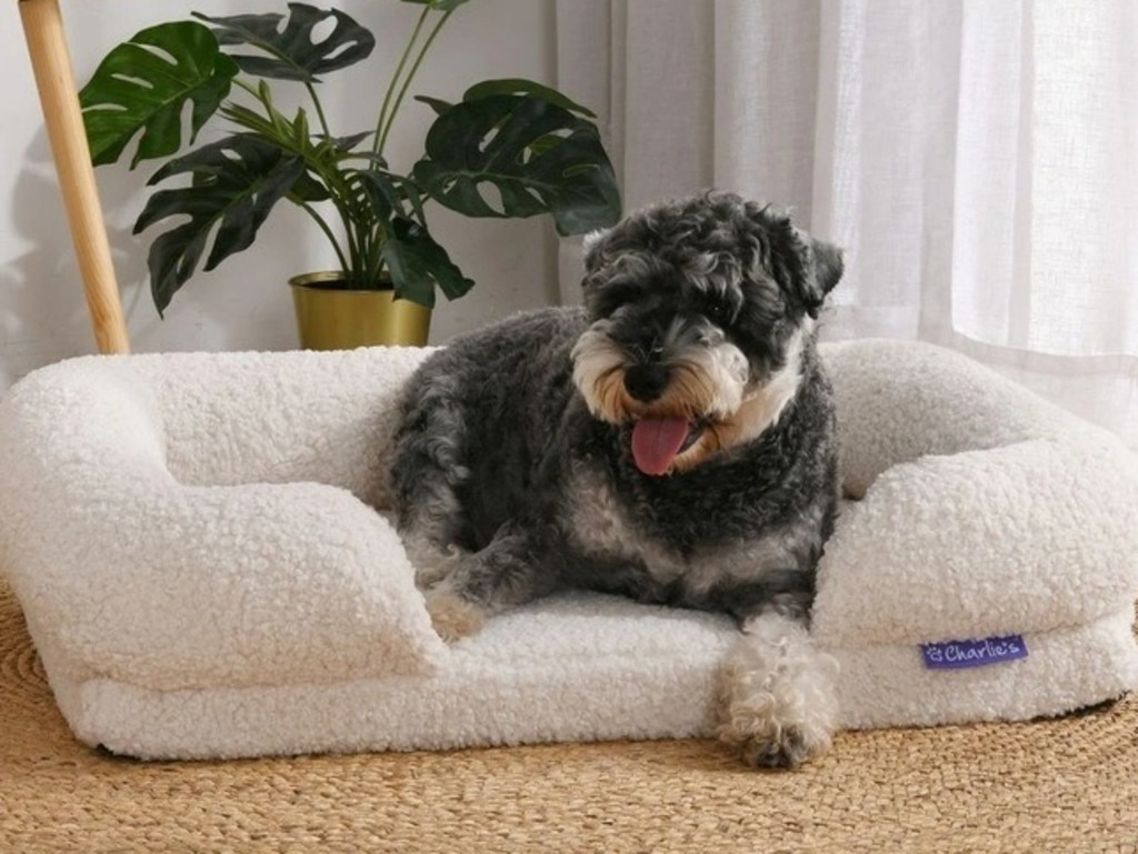 Upgrade your furry friends' bed. Picture: Myer.