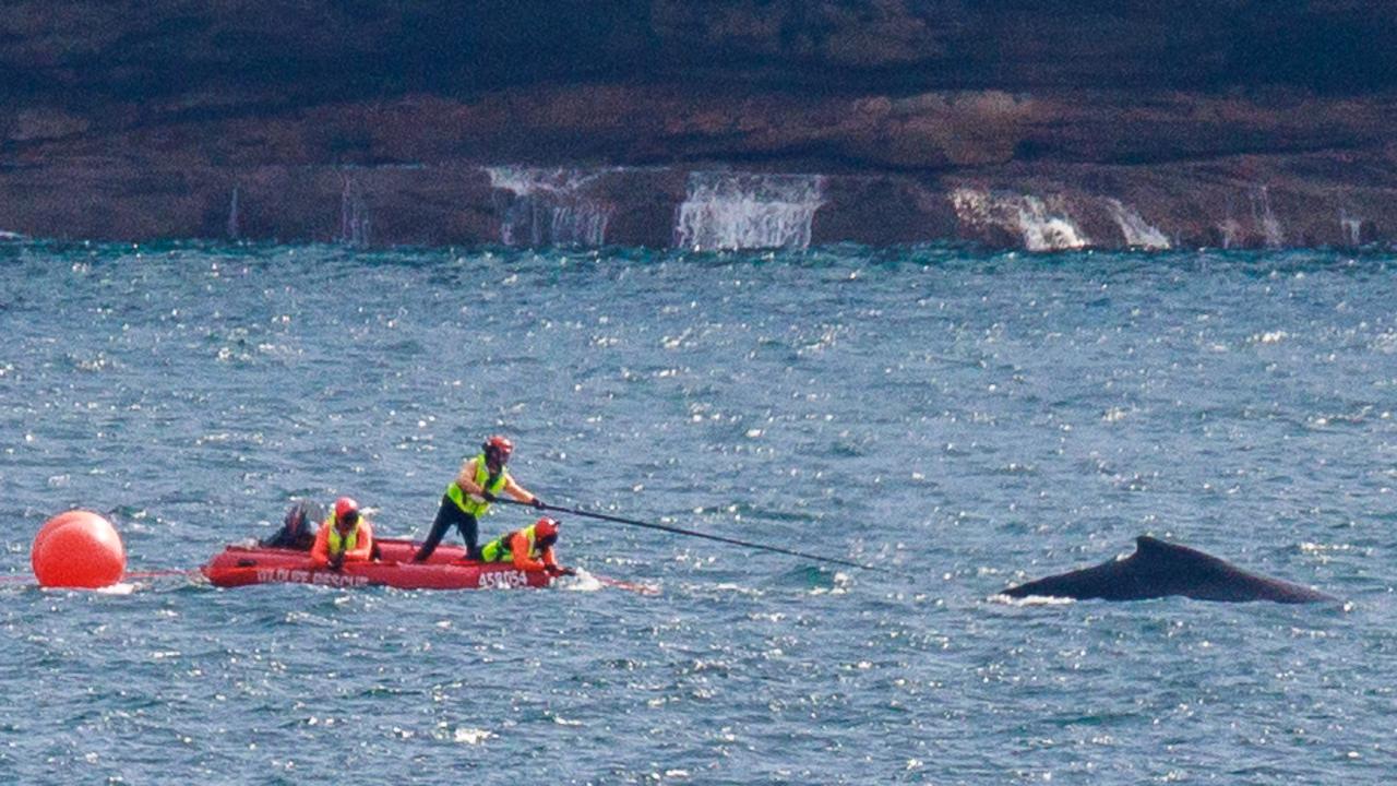 Efforts to free the juvenile humpback were hampered as it struggled to break free of the fishing nets. Picture: Justin Lloyd.