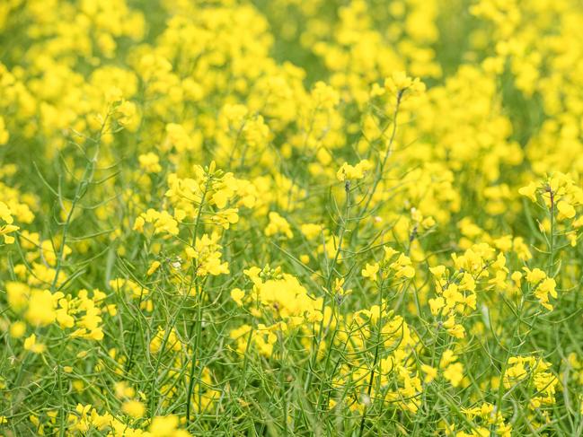 CROPPING: Evan Lewis on farm at WernethPICTURED:  Generic canola crop. Stock photo.Picture: Zoe Phillips