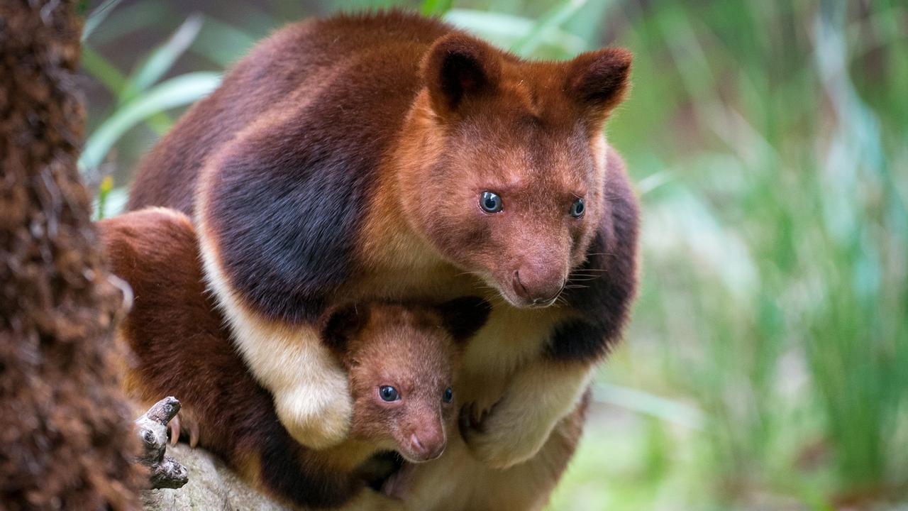 australian-zoos-hit-with-animal-baby-boom-from-melbourne-to-perth