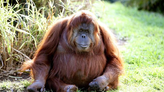 Adelaide Zoo’s Orangutan Has Died After Giving Birth To A Stillborn ...