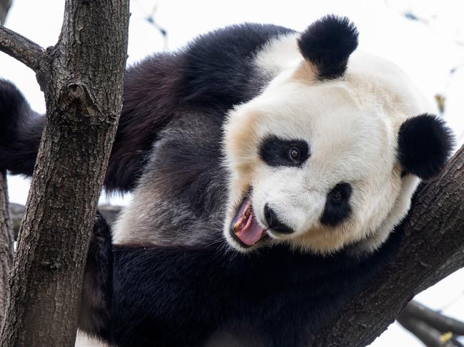 Fu Ni, the Giant Panda at Adelaide Zoo . Picture: Adrian Mann / ZoosSA