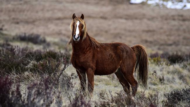 A wild brumby stallion. Picture: Paul McIver