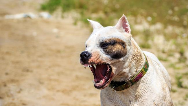 An elderly Burnett woman was attacked by a dog in Gayndah this morning. Photo/File