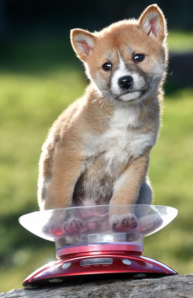 A pup sits on the scales to check its weight. Picture: Jay Town