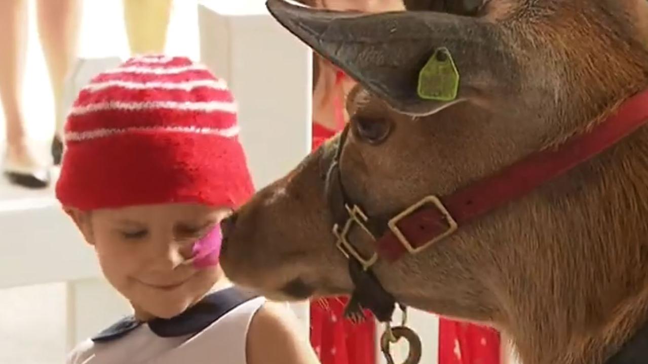 Maddison gets a kiss from one of the deer. Picture: 7 News