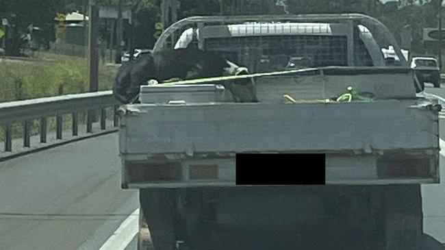 Images shared on Twitter have captured a dog being almost thrown from the back of a ute on the Bruce Hwy near Gympie on a day when temperatures reached 34 degrees.