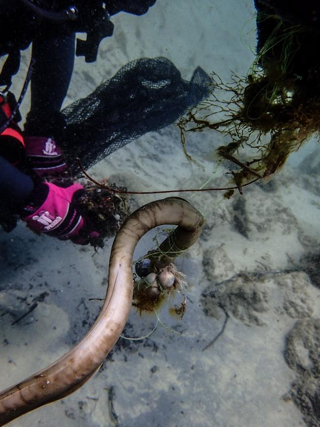 Moray eel caught in fishing line. Picture: supplied 