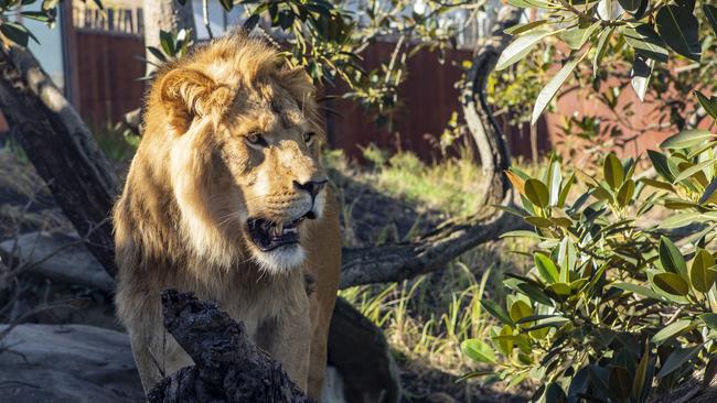 African lion at Taronga Park Zoo. Picture: Rick Stevens