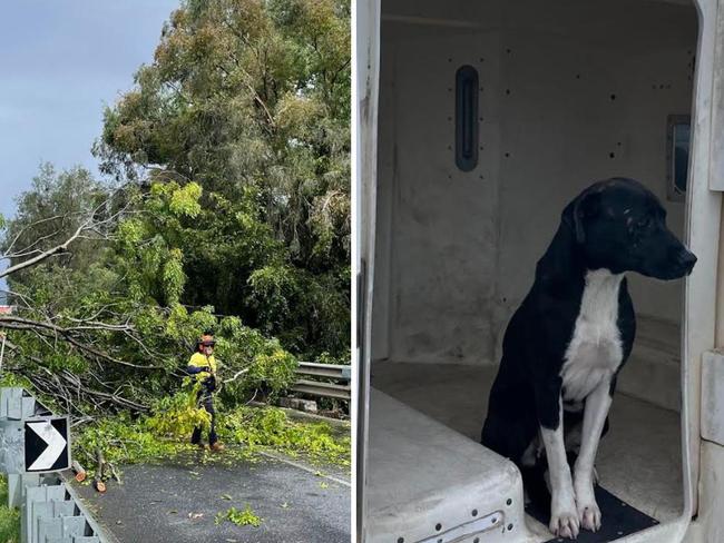 Huge tree down, pooch in paddy wagon as wild storm lashes city