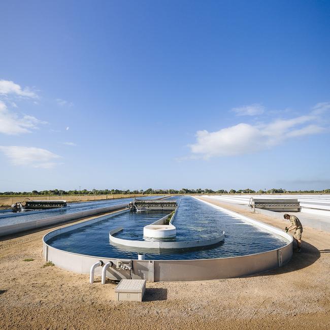 Seaweed ponds treating wastewater from prawn farms at Pacific Biotechnologies facility in North Queensland. Picture: Pacific Biotechnologies