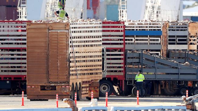 Sheep are seen being loaded onto the Al Kuwait live export ship in Fremantle harbour, Tuesday, June 16, 2020.  A number of crew members tested positive with COVID-19 and quarantined when the ship arrived in Fremantle over three weeks ago. They were scheduled to pick up the sheep for transport to the Middle East before the northern summer ban on June 1st. The ship must leave by Wednesday.(AAP Image/Richard Wainwright) NO ARCHIVING