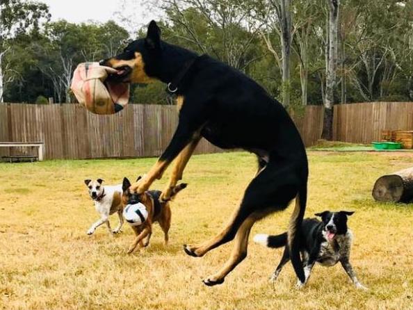 Doggy daycare fun at the Bark Pet Boutique in Amamoor on the Sunshine Coast. Picture: facebook.com/barkpetretreat