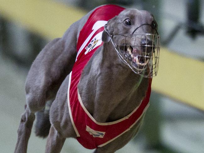 Pictures taken at Wentworth Park Greyhounds during heats for the CENTREBET VIC PETERS CLASSIC . Pic Shows .... Race 8 1st Place-MR. CLYDESDALE 1 2nd Place- DREAM CHICK 4 3rd Place-WHAT ABOUT BOB 5