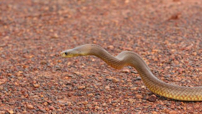 Western brown snake. Picture: Chris Peberdy.