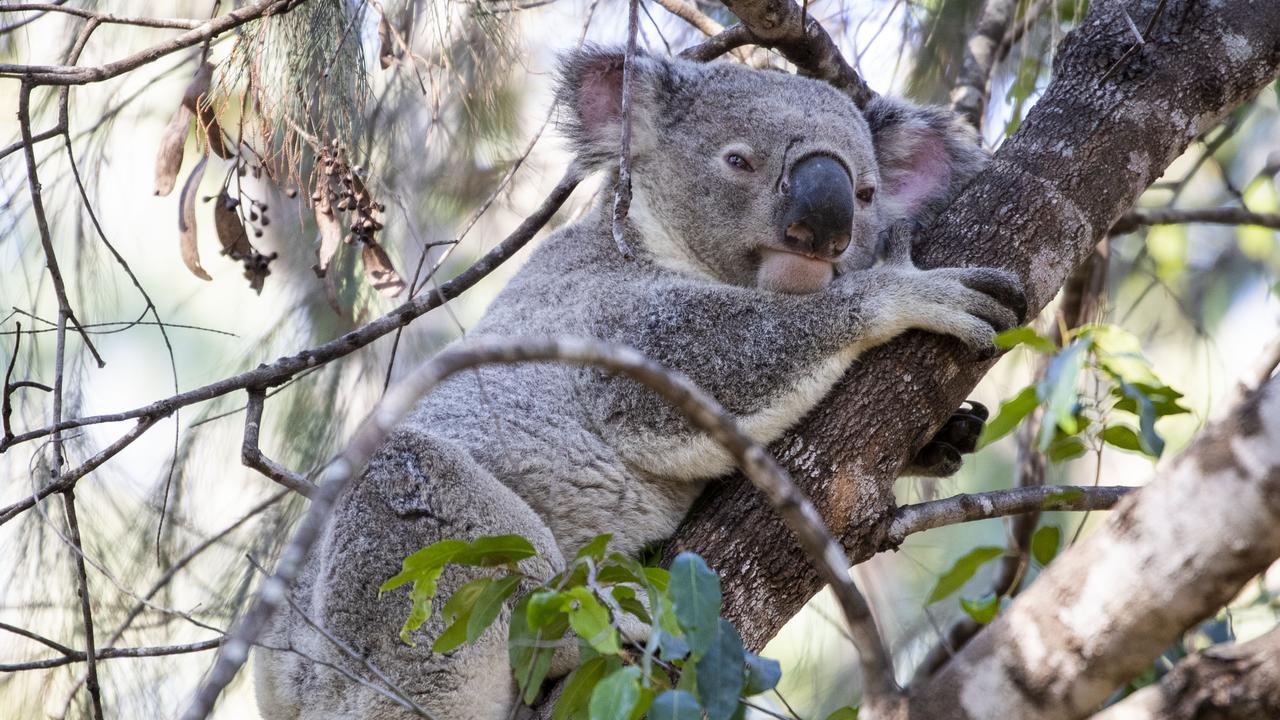 A koala in Toohey Forest Park. Picture: Glenn Hunt/The Australian