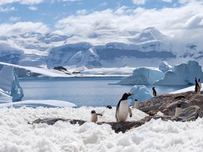 Penguins at home in their frozen land.