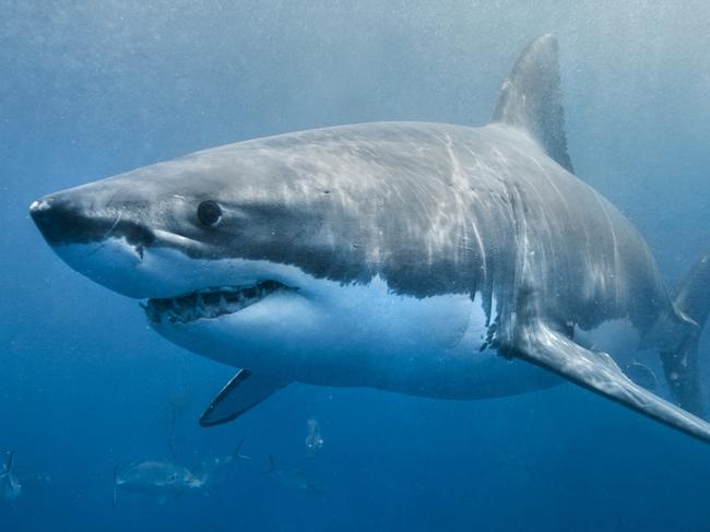 A great white shark swimming with a slight smile on its face just below the surface. The environment is the deep blue ocean. The shark looks to be in hunting mode. Istock