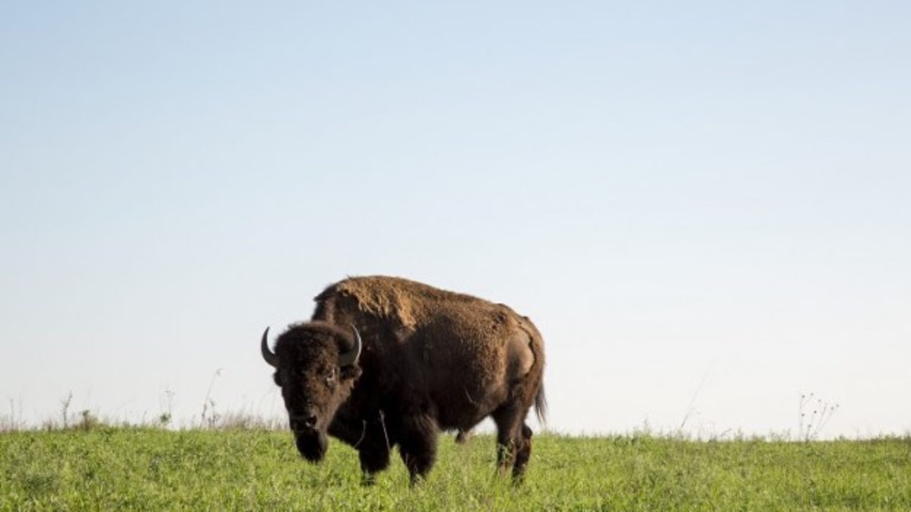 Bison in Oklahoma for travel