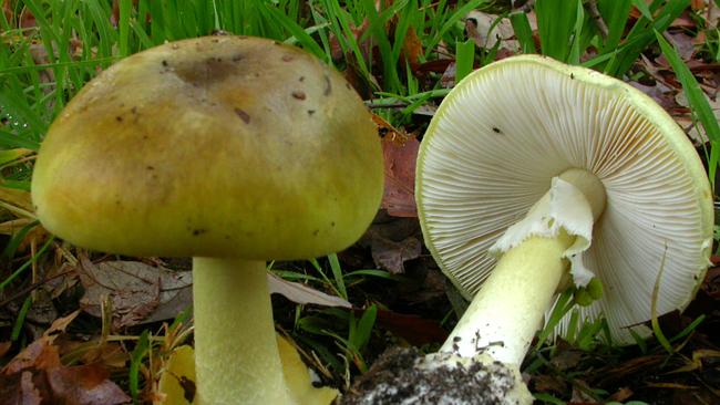 Death cap mushrooms have been spotted in Canberra since January and have now sent two children to hospital. Picture: Supplied