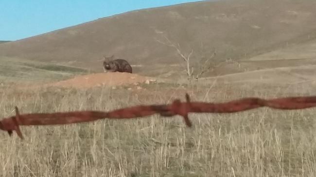 A wombat on the site of the proposed wind farm. Picture: Wombat Awareness Organisation