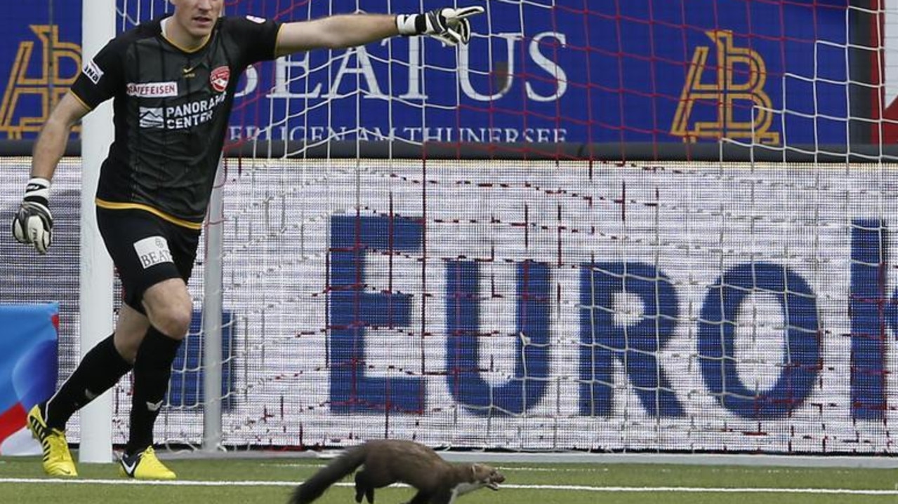 FC Thun's goalkeeper Guillaume Faivre shows the way out to a marten running on the pitch during their Swiss Super League match against FC Zurich in Thun, Switzerland, March 2013. Picture: Reuters