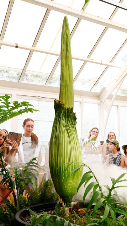 Thousands line up to smell rare corpse flower