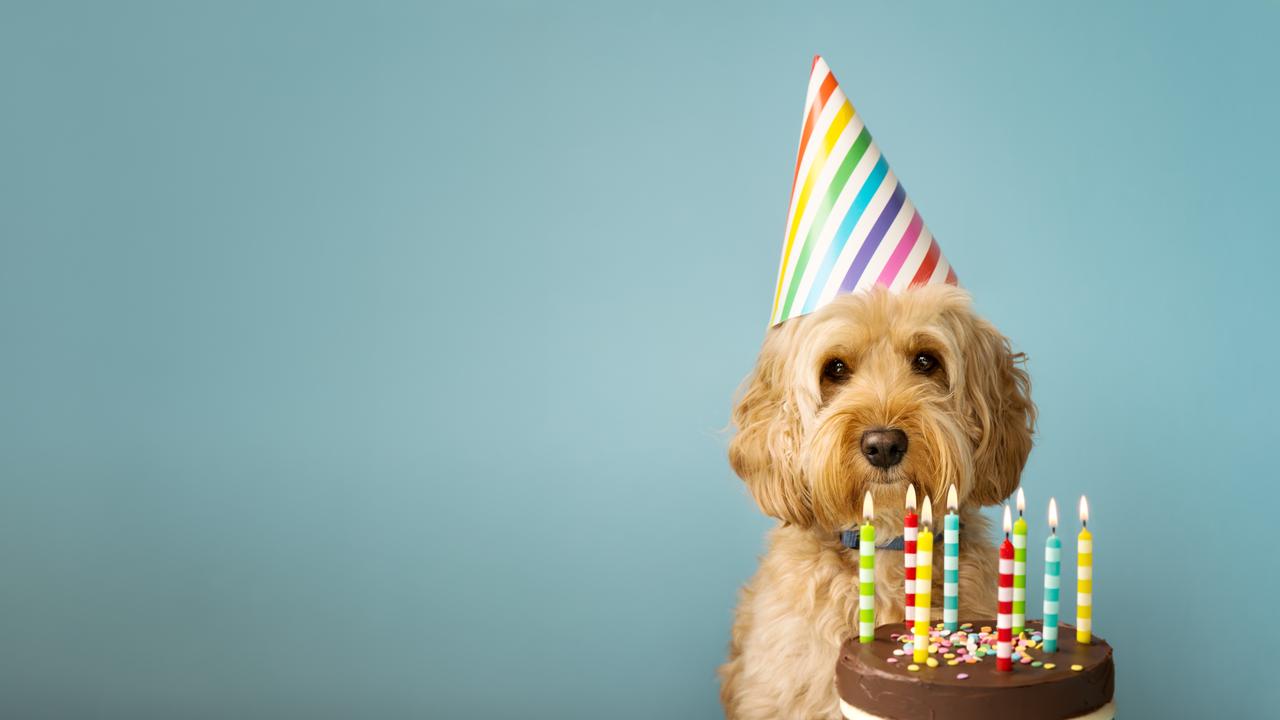 Brisbane business The Brisbane Barkery provides custom made cakes and treats for dogs. Photo: Ruth Black.