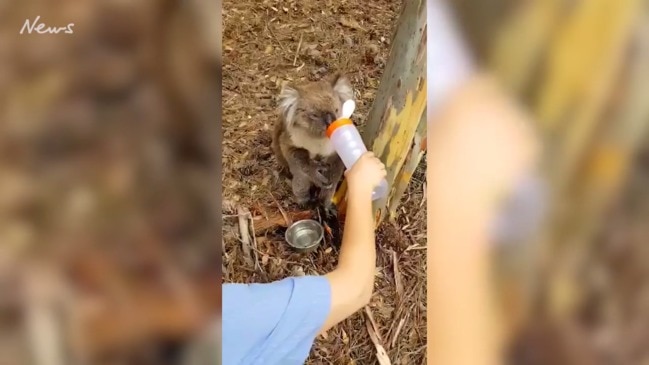 Adelaide nurses give a thirsty koala a drink