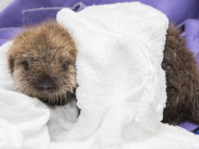 The fluffy otter is also learning to dry her coat to avoid hypothermia. Picture: Brenna Hernandez/Shedd Aquarium
