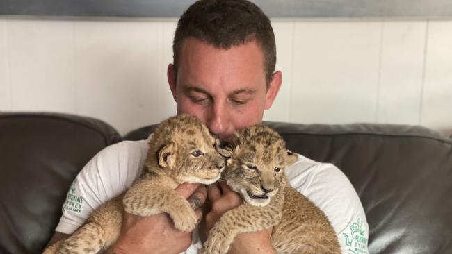 Mogo zookeeper Chad Staples is caring for lion cubs after they lost their mother Zuri. Picture: Supplied