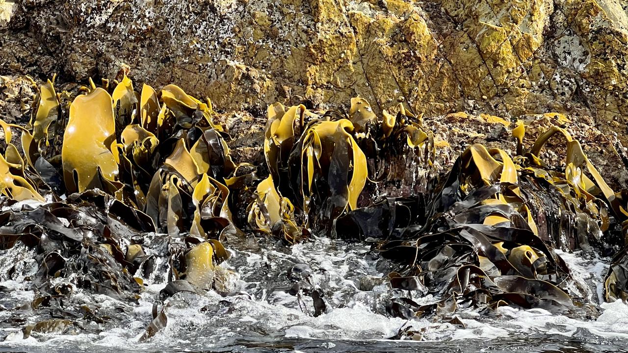 Kelp grows on the rocks at the Break Sea Islands. Picture: Philip Young