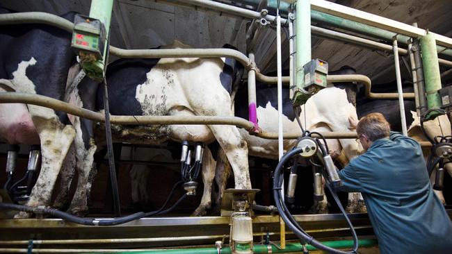 It was really difficult to give up the glamour of being covered in cow manure on Christmas Day. Pic: AFP Photo/Jean-Sebestien Evard